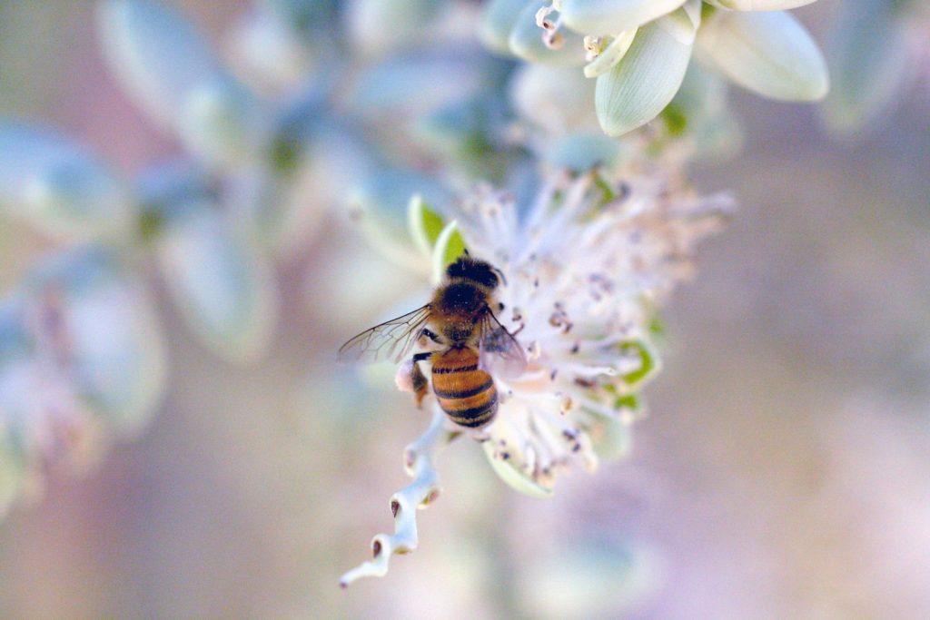 aménager un jardin pour accueillir les abeilles