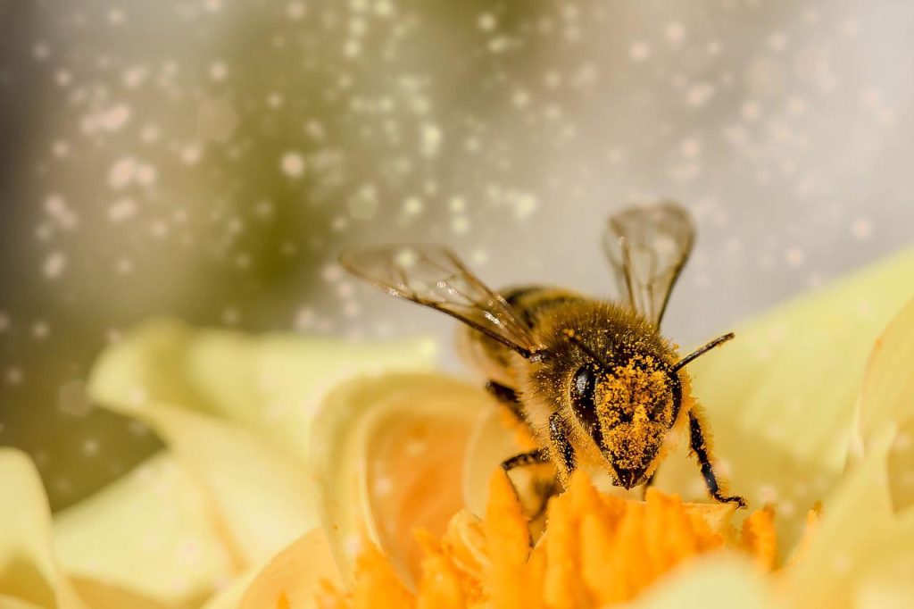 Pourquoi il faut sauvez les abeilles ?