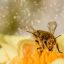 Pourquoi il faut sauvez les abeilles ?